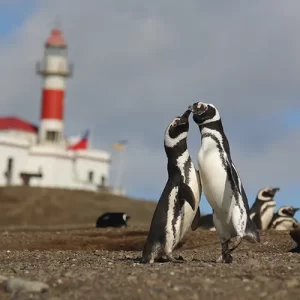 pingüinos en el faro
